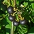 Black round fruits