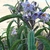 Blue flowers and green leaves