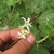 Small white flowers