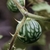 Immature fruit and prickles