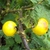 Mature fruits