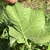Underside of leaf