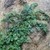 Soleirolia soleirolii