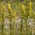 Solidago nemoralis