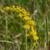 Solidago nemoralis