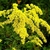 Cluster of small yellow flowers on spreading branches.