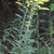 Cluster of small yellow flowers on spreading branches.