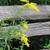 Solidago altissima