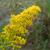 Solidago altissima