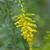 Solidago altissima