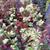 Solidago bicolor