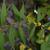 Solidago caesia