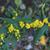 Solidago caesia