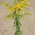 Solidago juncea