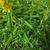 Solidago juncea