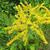 Solidago juncea
