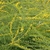Flowers of "Fireworks'