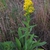 Form