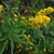 Flowering plant