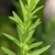 Stem leaves