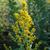 Solidago speciosa