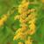 Solidago speciosa
