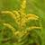 Solidago speciosa