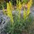 Solidago speciosa