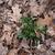 Solidago speciosa