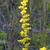 Solidago uliginosa