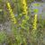 Solidago uliginosa