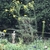 Cluster of small yellow flowers on spreading branches.