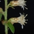 Side view of flowers (Niagara-on-the-Lake, ON)-Early Fall