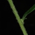 Stem with hairs (Niagara-on-the-Lake, ON)-Early Fall