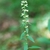 Flower spike (Niagara-on-the-Lake, ON)-Early Fall