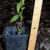 6-month Seedling Form - October - Durham Co., NC