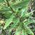 Stem