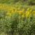 Form