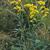 Solidago nemoralis