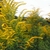 Yellow-flowered goldenrod