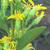 Flowers side view