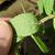 Underside of leaf