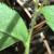 Stem
