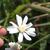 Close up of flower