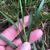 Leaves and stem