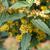 Solidago rugosa 'Fireworks' flowers and leaves