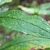 Leaf close-up