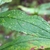 Leaf close-up