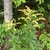 Erect plants with spreading branched inflorescences.