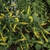 Solidago sphacelata 'Golden Fleece'